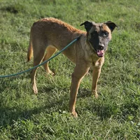 Mocha, a female Belgian Malinois and German Shepherd Dog for sale in Douglass, KS – Photo 7 of 8