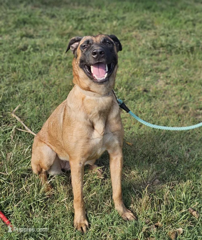 Mocha – Belgian Malinois, German Shepherd Dog puppy for sale in Douglass, KS