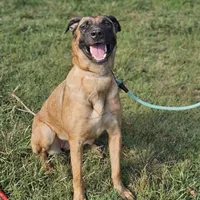 Mocha, a female Belgian Malinois and German Shepherd Dog for sale in Douglass, KS – Photo 1 of 8