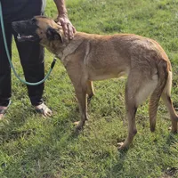 Mocha, a female Belgian Malinois and German Shepherd Dog for sale in Douglass, KS – Photo 5 of 8