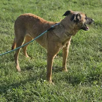 Mocha, a female Belgian Malinois and German Shepherd Dog for sale in Douglass, KS – Photo 8 of 8