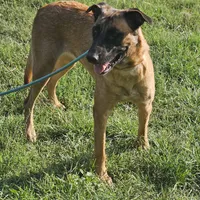Mocha, a female Belgian Malinois and German Shepherd Dog for sale in Douglass, KS – Photo 4 of 8