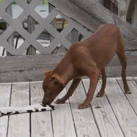 Reba, a female Chihuahua and Italian Greyhound for sale in Douglass, KS – 2 of 6