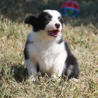 Isla, a female Border Collie for sale in Douglass, KS – 5 of 5