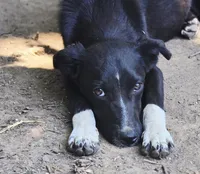 Rebel, a male Border Collie and Italian Greyhound for sale in Douglass, KS – 2 of 8