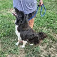 Oakley, a female Border Collie and Great Pyrenees for sale in Douglass, KS – 5 of 5