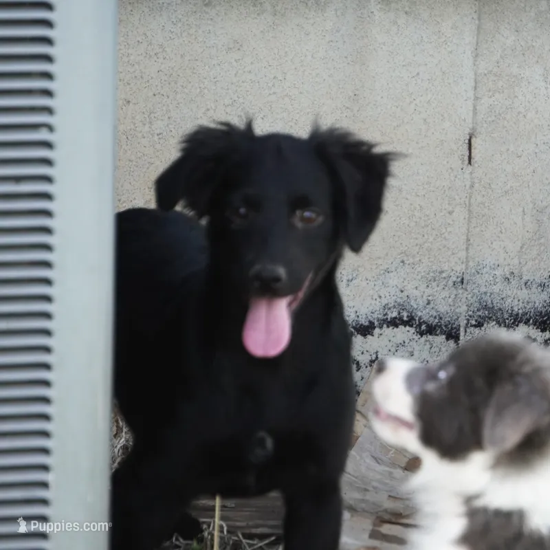 Rebel – Border Collie, Italian Greyhound puppy for sale in Douglass, KS
