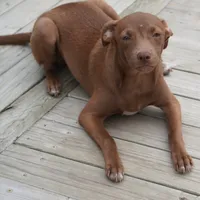 Reba, a female Chihuahua and Italian Greyhound for sale in Douglass, KS – 3 of 6