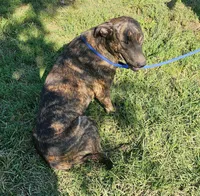 Brin, a female Belgian Malinois and Dutch Shepherd for sale in Douglass, KS – 6 of 8