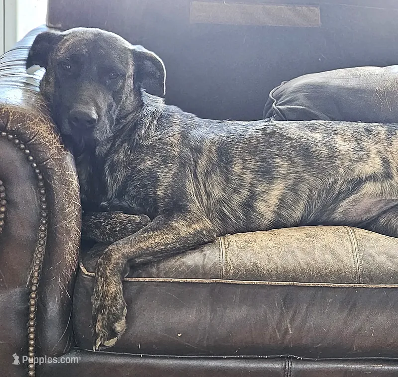 Brin – Belgian Malinois, Dutch Shepherd puppy for sale in Douglass, KS