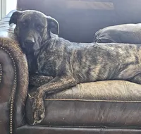Brin, a female Belgian Malinois and Dutch Shepherd for sale in Douglass, KS – 1 of 8