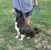 Oakley, a female Border Collie and Great Pyrenees for sale in Douglass, KS – 4 of 7