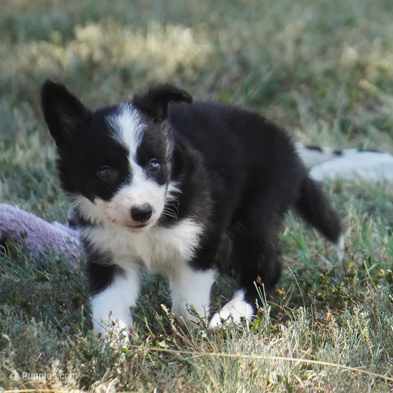 Ian – Border Collie puppy for sale in Douglass, KS