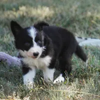 Ian, a male Border Collie for sale in Douglass, KS – 1 of 4