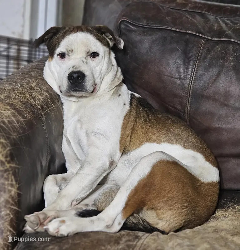 Rex – Australian Cattle Dog, Boxer puppy for sale in Douglass, KS