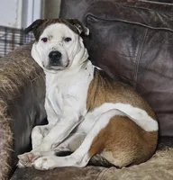 Rex, a male Australian Cattle Dog and Boxer for sale in Douglass, KS – 1 of 4