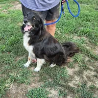 Oakley, a female Border Collie and Great Pyrenees for sale in Douglass, KS – 1 of 5