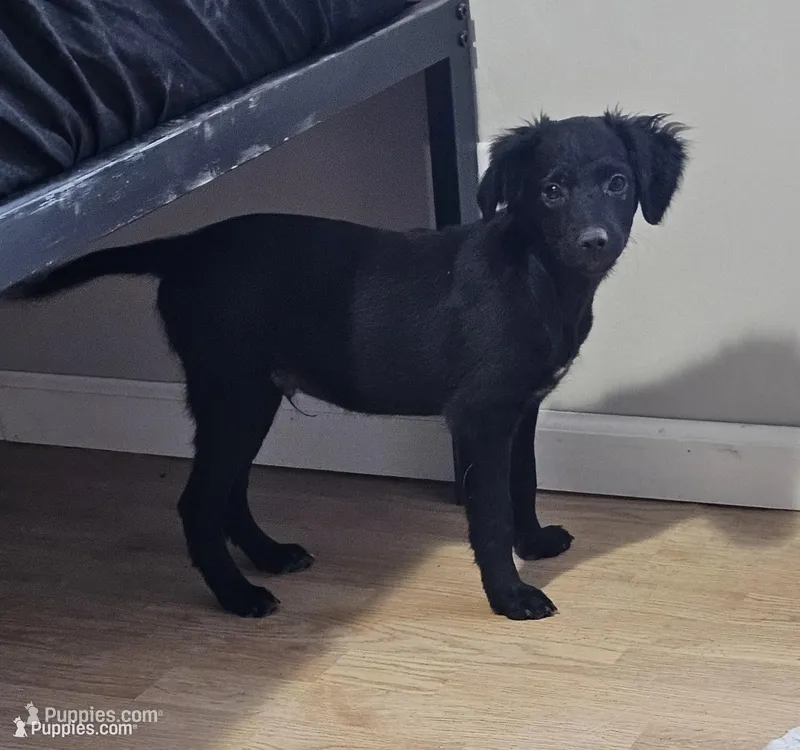 Rebel – Border Collie, Italian Greyhound puppy for sale in Douglass, KS