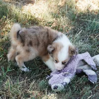 Isaac, a male Border Collie for sale in Douglass, KS – 3 of 4