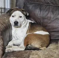 Rex, a male Australian Cattle Dog and Boxer for sale in Douglass, KS – 2 of 5