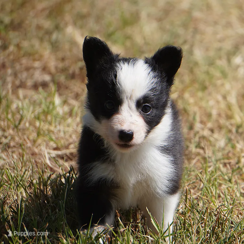Iris – Border Collie puppy for sale in Douglass, KS
