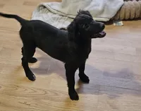 Rebel, a male Border Collie and Italian Greyhound for sale in Douglass, KS – 4 of 7