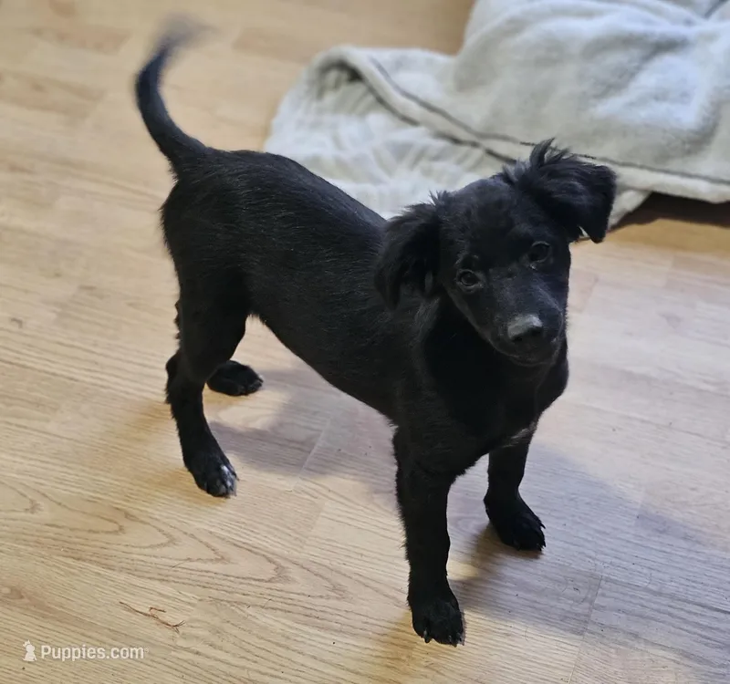 Rebel – Border Collie, Italian Greyhound puppy for sale in Douglass, KS