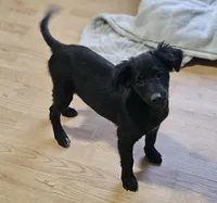 Rebel, a male Border Collie and Italian Greyhound for sale in Douglass, KS – 1 of 7