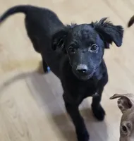 Rebel, a male Border Collie and Italian Greyhound for sale in Douglass, KS – 2 of 7