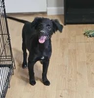 Rebel, a male Border Collie and Italian Greyhound for sale in Douglass, KS – 5 of 7