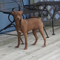Reba, a female Chihuahua and Italian Greyhound for sale in Douglass, KS – 5 of 6