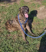 Brin, a female Belgian Malinois and Dutch Shepherd for sale in Douglass, KS – 2 of 8