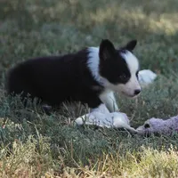 Iris, a female Border Collie for sale in Douglass, KS – 6 of 8