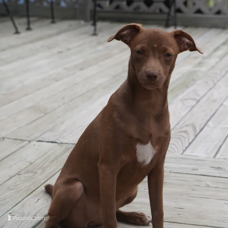 Reba – Chihuahua, Italian Greyhound puppy for sale in Douglass, KS