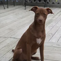 Reba, a female Chihuahua and Italian Greyhound for sale in Douglass, KS – 1 of 6