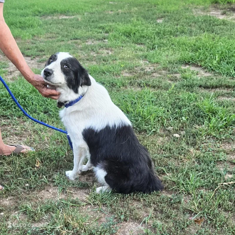 Grace – Border Collie, Great Pyrenees puppy for sale in Douglass, KS