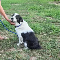 Grace, a female Border Collie and Great Pyrenees for sale in Douglass, KS – 1 of 4
