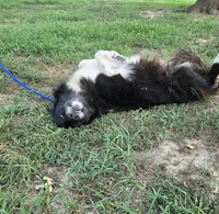 Oakley, a female Border Collie and Great Pyrenees for sale in Douglass, KS – 2 of 7