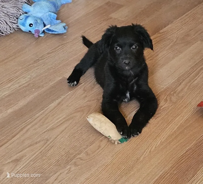 Rebel – Border Collie, Italian Greyhound puppy for sale in Douglass, KS