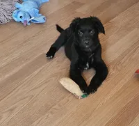 Rebel, a male Border Collie and Italian Greyhound for sale in Douglass, KS – Photo 1 of 5