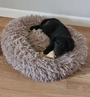 Rebel, a male Border Collie and Italian Greyhound for sale in Douglass, KS – Photo 2 of 5