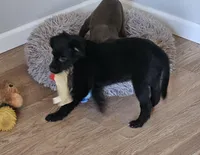 Rebel, a male Border Collie and Italian Greyhound for sale in Douglass, KS – Photo 4 of 5
