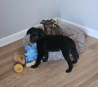 Rebel, a male Border Collie and Italian Greyhound for sale in Douglass, KS – Photo 5 of 5