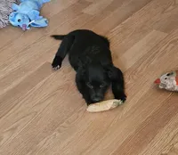 Rebel, a male Border Collie and Italian Greyhound for sale in Douglass, KS – Photo 3 of 5