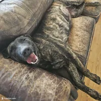 Brin, a female Belgian Malinois and Dutch Shepherd for sale in Douglass, KS – 4 of 8