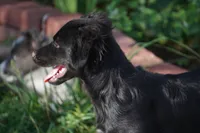 Rebel, a male Border Collie and Italian Greyhound for sale in Douglass, KS – 5 of 5