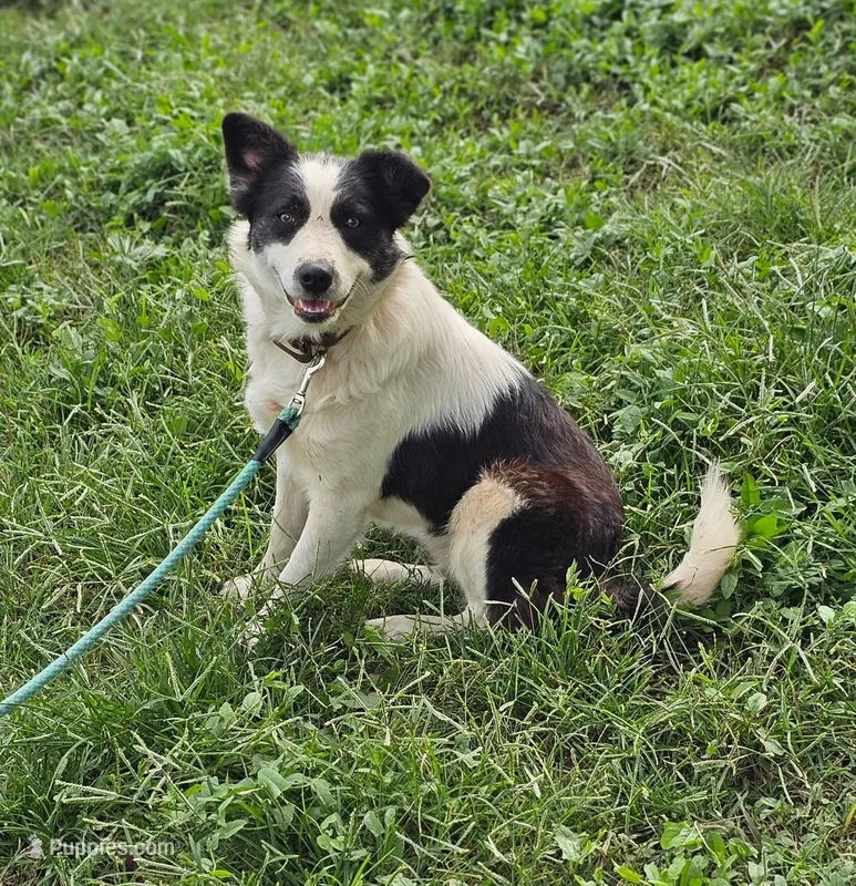 Grace – Border Collie, Great Pyrenees puppy for sale in Douglass, KS