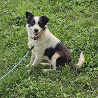 Grace, a female Border Collie and Great Pyrenees for sale in Douglass, KS – Photo 1 of 2