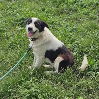 Grace, a female Border Collie and Great Pyrenees for sale in Douglass, KS – Photo 2 of 2