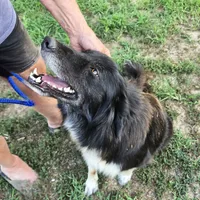 Oakley, a female Border Collie and Great Pyrenees for sale in Douglass, KS – 2 of 5
